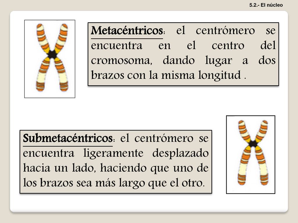 5.2.- El núcleo Metacéntricos: el centrómero se encuentra en el centro del cromosoma, dando lugar a dos brazos con la misma longitud .