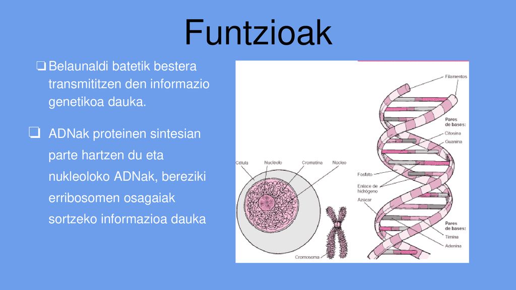 Funtzioak Belaunaldi batetik bestera transmititzen den informazio genetikoa dauka.