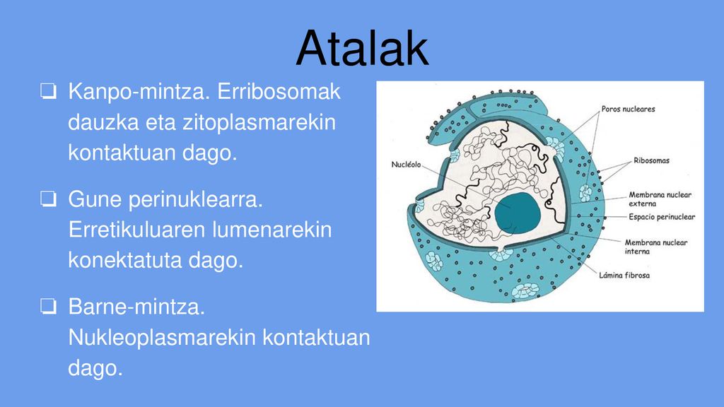 Atalak Kanpo-mintza. Erribosomak dauzka eta zitoplasmarekin kontaktuan dago. Gune perinuklearra. Erretikuluaren lumenarekin konektatuta dago.