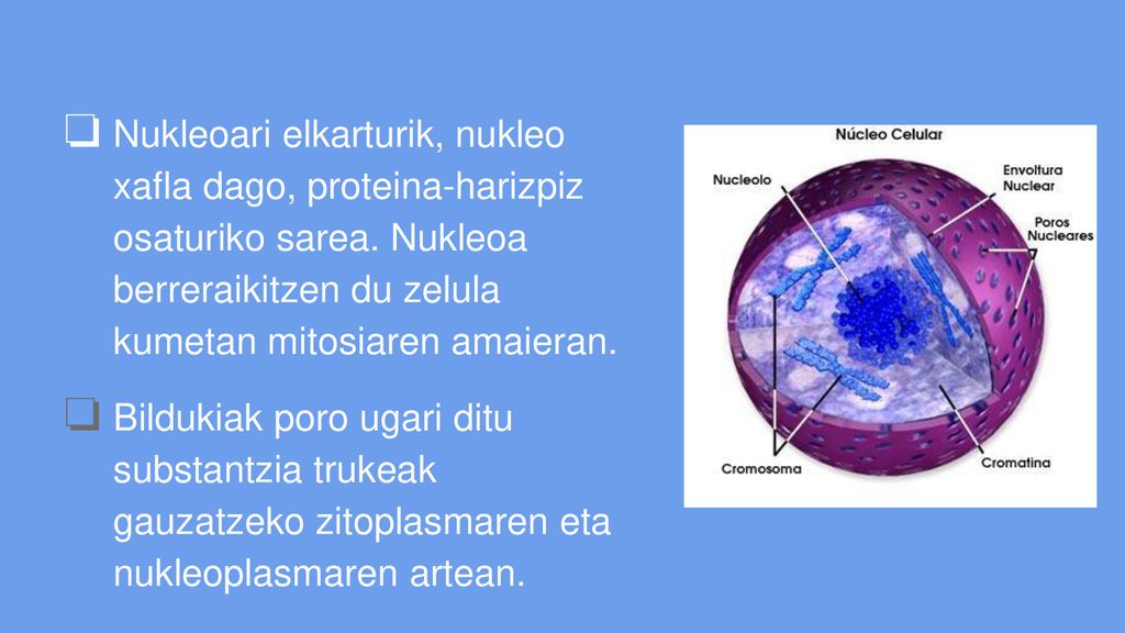 Nukleoari elkarturik, nukleo xafla dago, proteina-harizpiz osaturiko sarea. Nukleoa berreraikitzen du zelula kumetan mitosiaren amaieran.