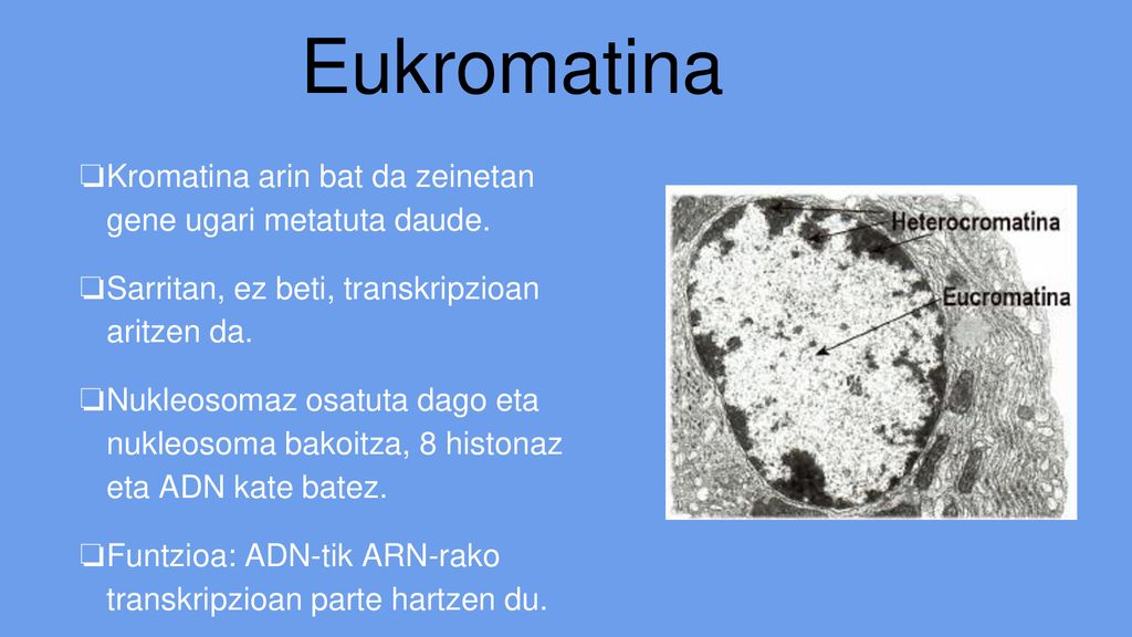 Eukromatina Kromatina arin bat da zeinetan gene ugari metatuta daude.