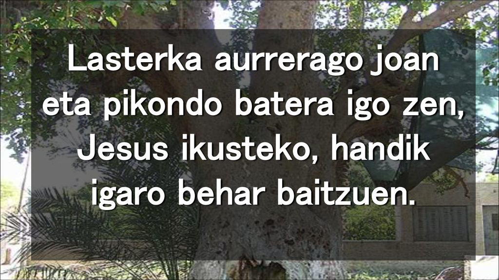 Lasterka aurrerago joan eta pikondo batera igo zen, Jesus ikusteko, handik igaro behar baitzuen.