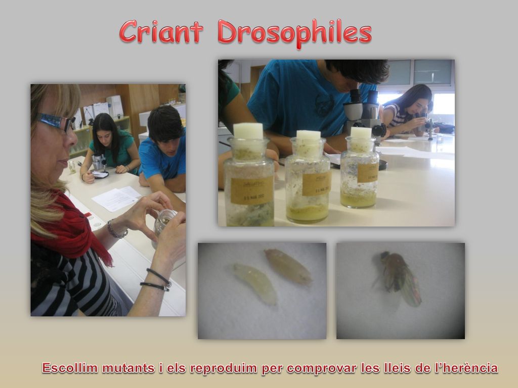 Escollim mutants i els reproduim per comprovar les lleis de l’herència