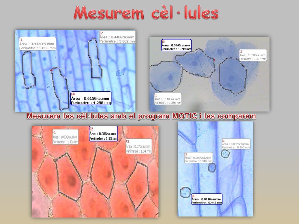 Mesurem les cèl·lules amb el program MOTIC i les comparem