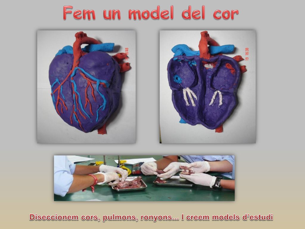 Diseccionem cors, pulmons, ronyons... I creem models d’estudi