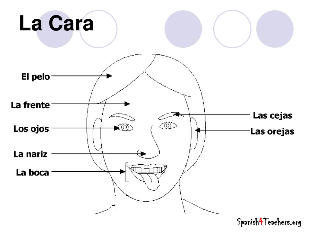 La Cara Spanish4Teachers.org El pelo La frente Las cejas Los ojos