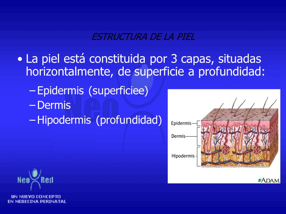 ESTRUCTURA DE LA PIEL La piel está constituida por 3 capas, situadas horizontalmente, de superficie a profundidad: