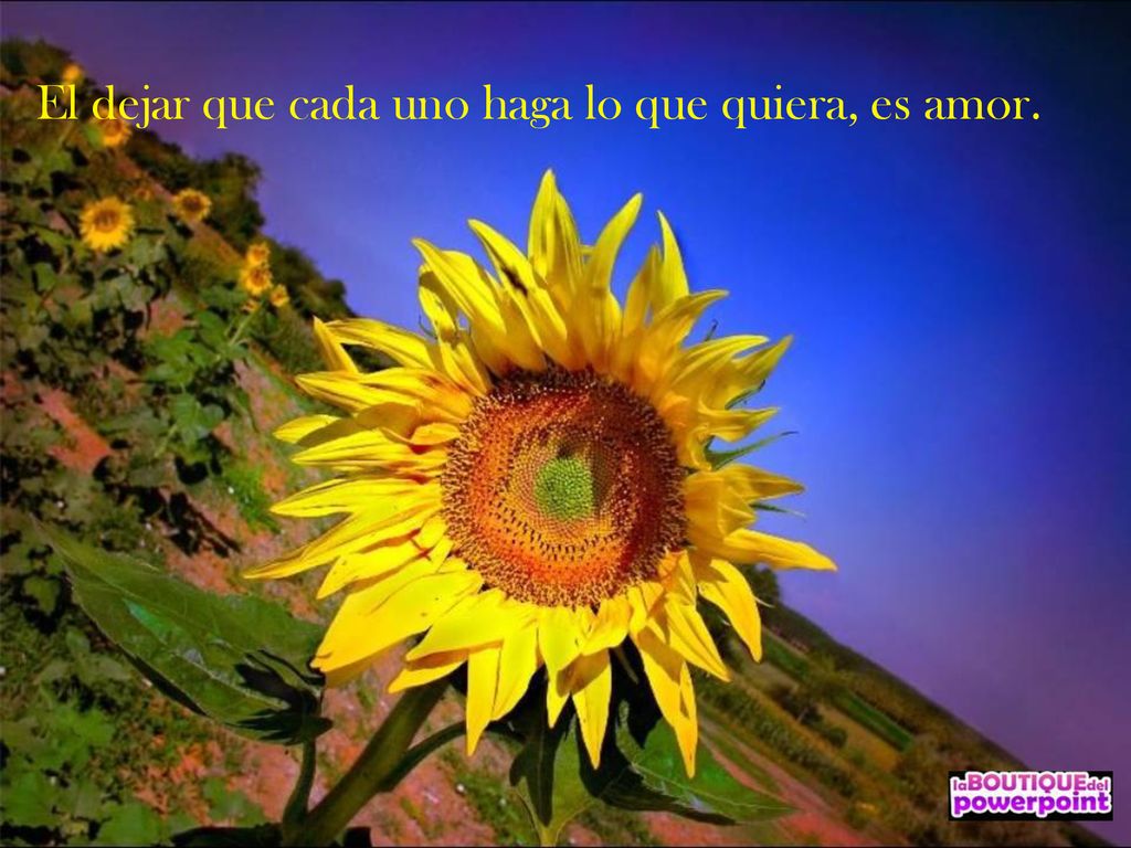 El dejar que cada uno haga lo que quiera, es amor.
