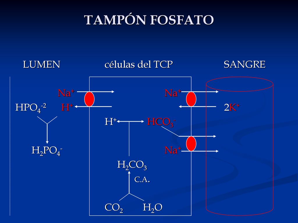 TAMPÓN FOSFATO LUMEN células del TCP SANGRE Na+ Na+ HPO4-2 H+ 2K+