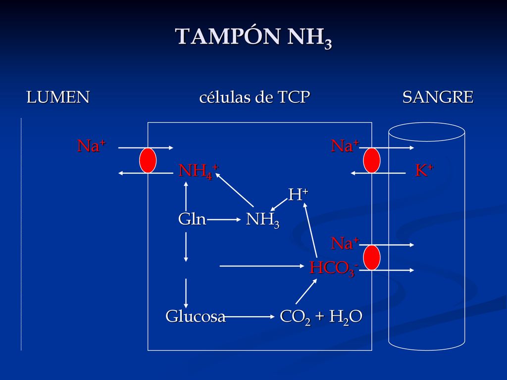 TAMPÓN NH3 LUMEN células de TCP SANGRE Na+ Na+ NH4+ K+ H+ Gln NH3 Na+