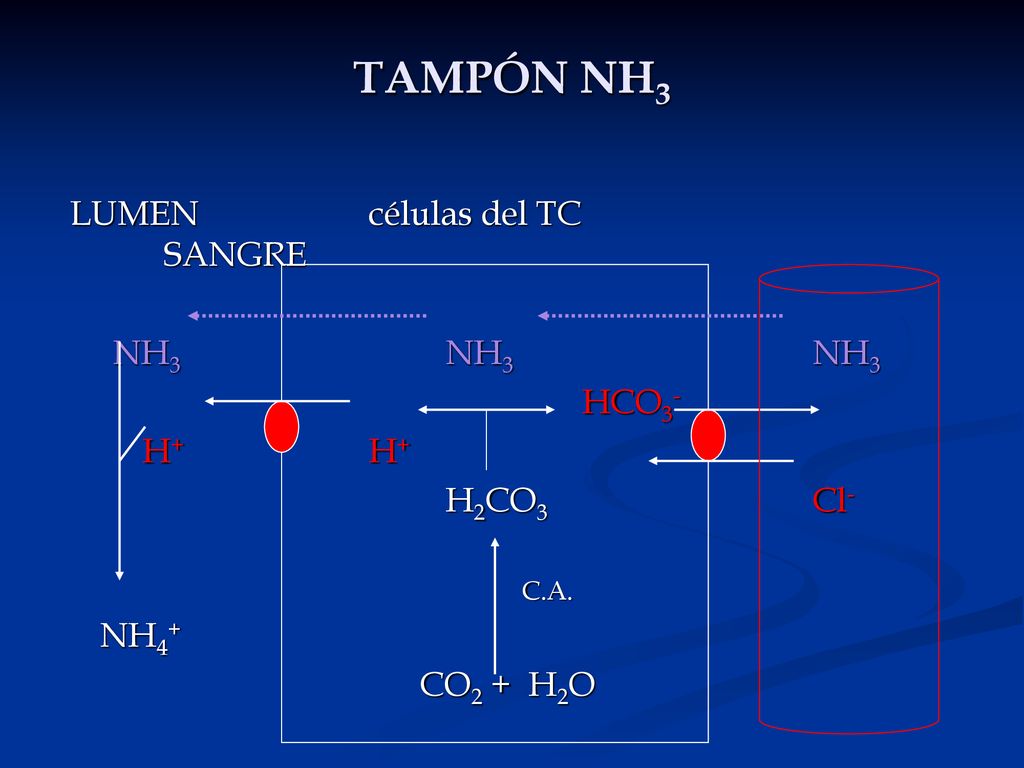 TAMPÓN NH3 LUMEN células del TC SANGRE NH3 NH3 NH3 HCO3- H+ H+