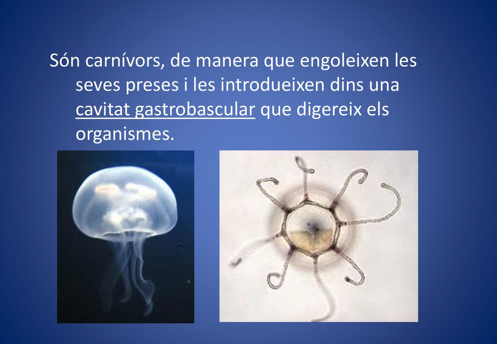 Són carnívors, de manera que engoleixen les seves preses i les introdueixen dins una cavitat gastrobascular que digereix els organismes.