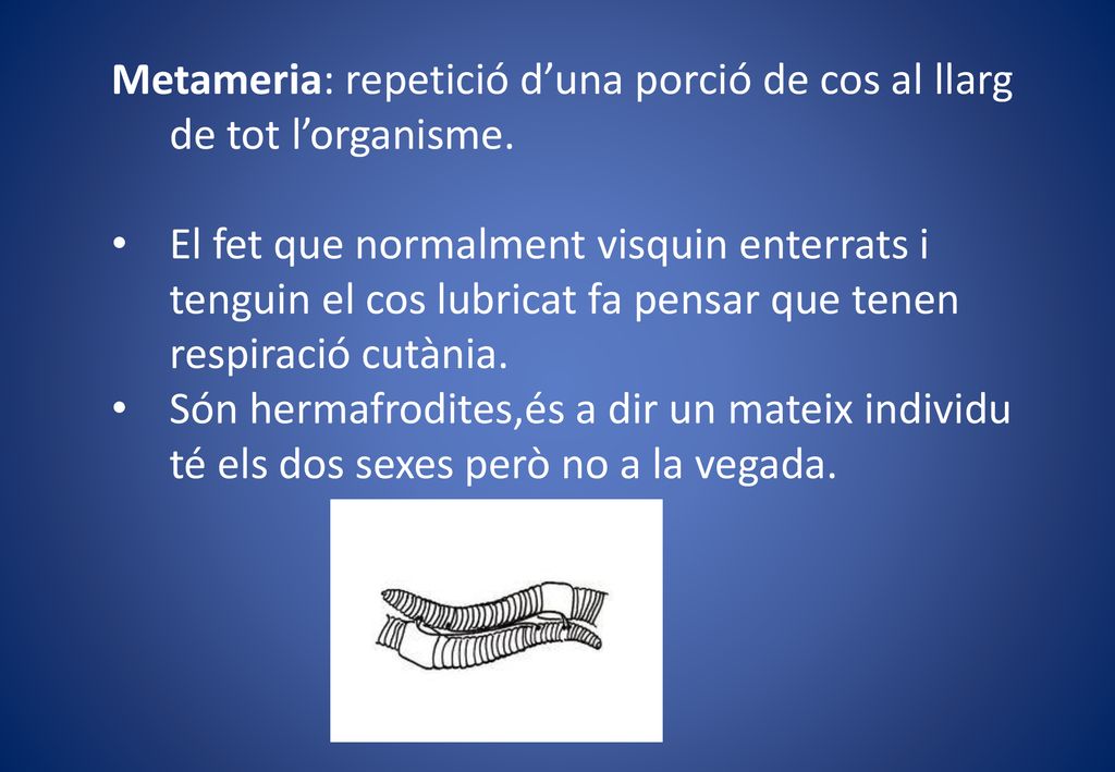 Metameria: repetició d’una porció de cos al llarg de tot l’organisme.