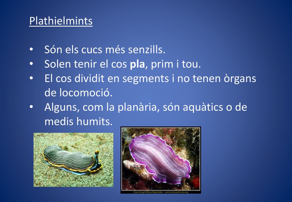 Plathielmints Són els cucs més senzills. Solen tenir el cos pla, prim i tou. El cos dividit en segments i no tenen òrgans de locomoció.