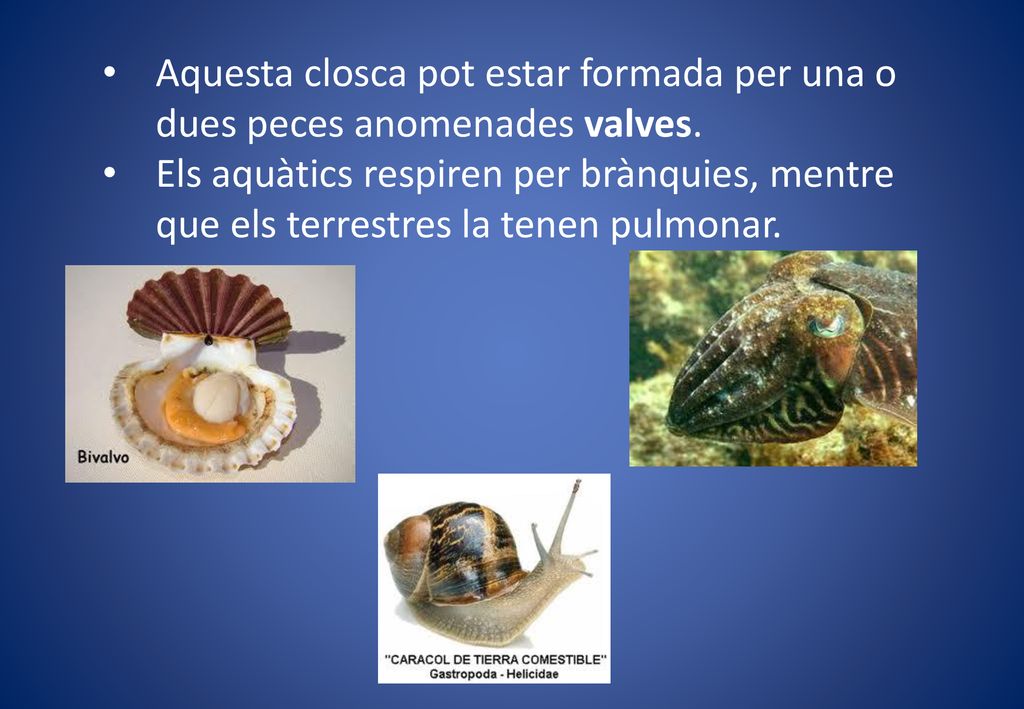 Aquesta closca pot estar formada per una o dues peces anomenades valves.