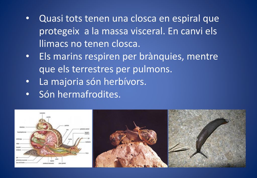 Quasi tots tenen una closca en espiral que protegeix a la massa visceral. En canvi els llimacs no tenen closca.