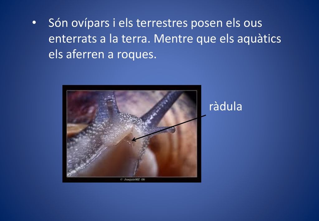 Són ovípars i els terrestres posen els ous enterrats a la terra