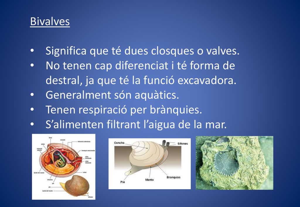 Bivalves Significa que té dues closques o valves. No tenen cap diferenciat i té forma de destral, ja que té la funció excavadora.