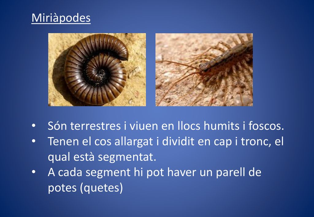 Miriàpodes Són terrestres i viuen en llocs humits i foscos. Tenen el cos allargat i dividit en cap i tronc, el qual està segmentat.