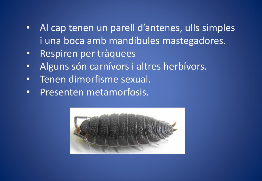 Al cap tenen un parell d’antenes, ulls simples i una boca amb mandíbules mastegadores.