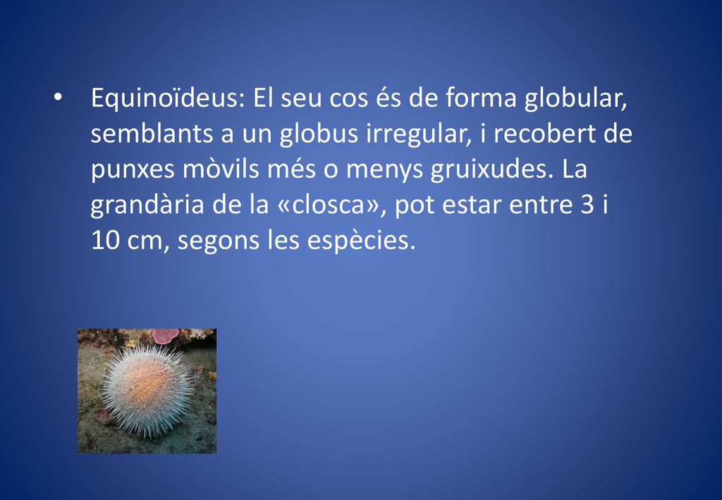 Equinoïdeus: El seu cos és de forma globular, semblants a un globus irregular, i recobert de punxes mòvils més o menys gruixudes.