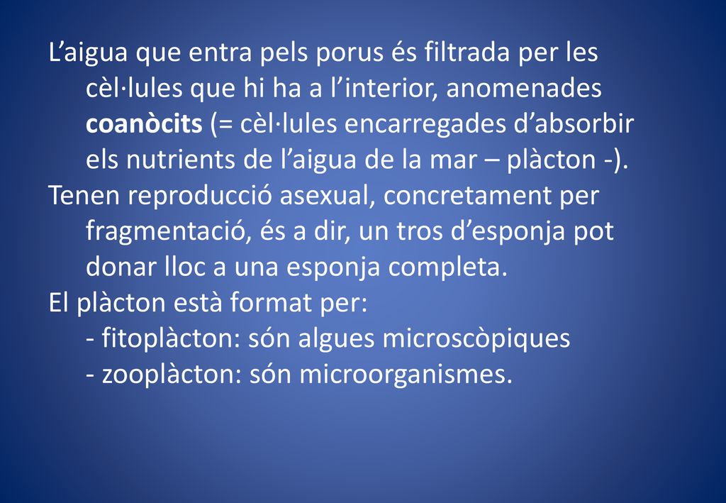 L’aigua que entra pels porus és filtrada per les cèl·lules que hi ha a l’interior, anomenades coanòcits (= cèl·lules encarregades d’absorbir els nutrients de l’aigua de la mar – plàcton -).