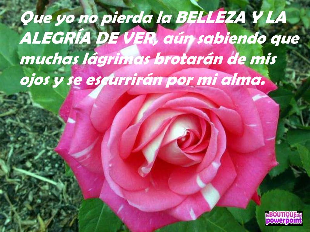 Que yo no pierda la BELLEZA Y LA ALEGRÍA DE VER, aún sabiendo que muchas lágrimas brotarán de mis ojos y se escurrirán por mi alma.