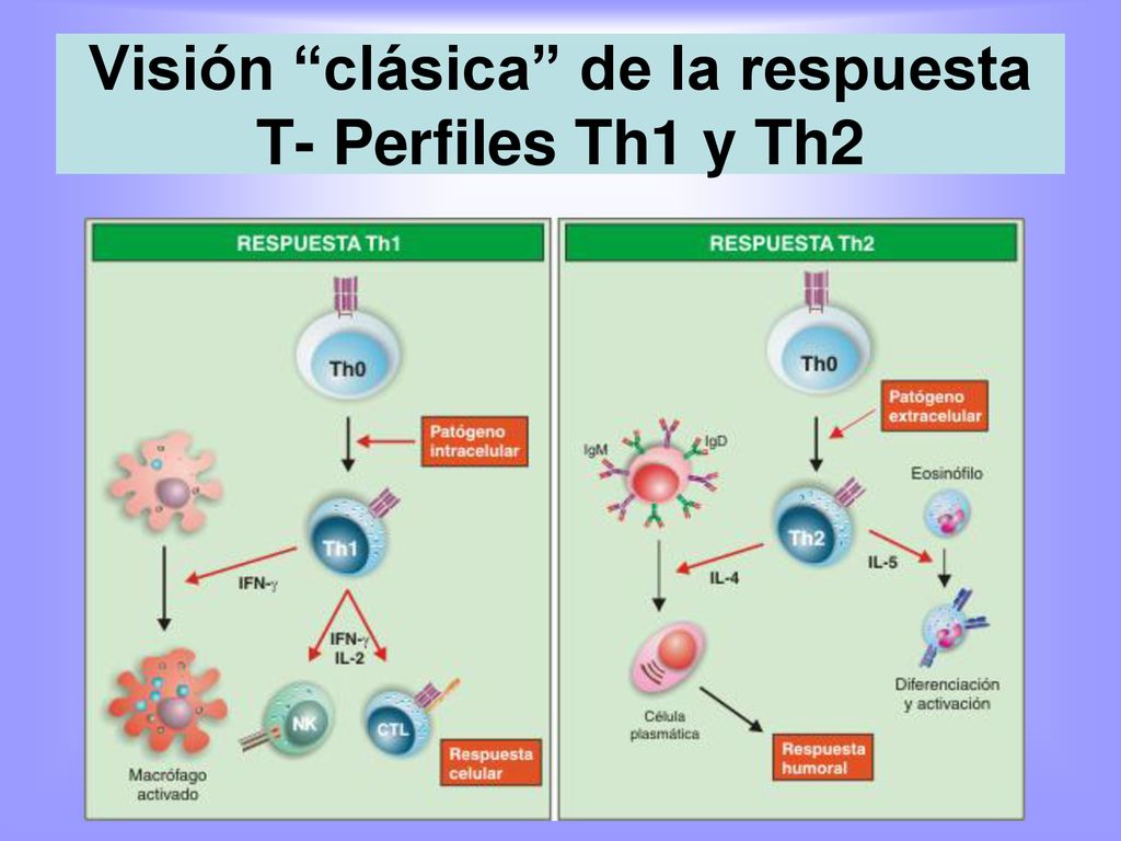 Visión clásica de la respuesta T- Perfiles Th1 y Th2