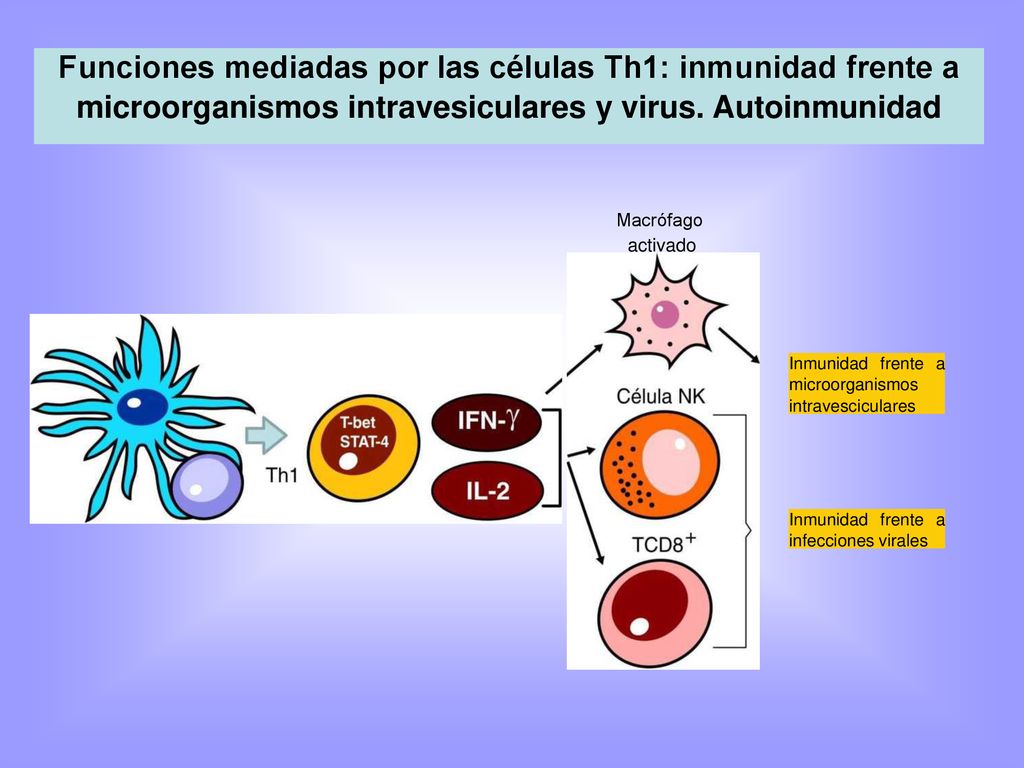 Funciones mediadas por las células Th1: inmunidad frente a microorganismos intravesiculares y virus. Autoinmunidad
