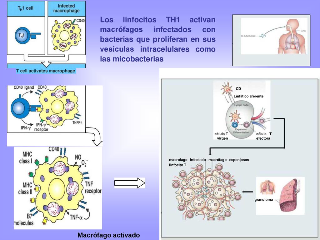 Los linfocitos TH1 activan macrófagos infectados con bacterias que proliferan en sus vesículas intracelulares como las micobacterias