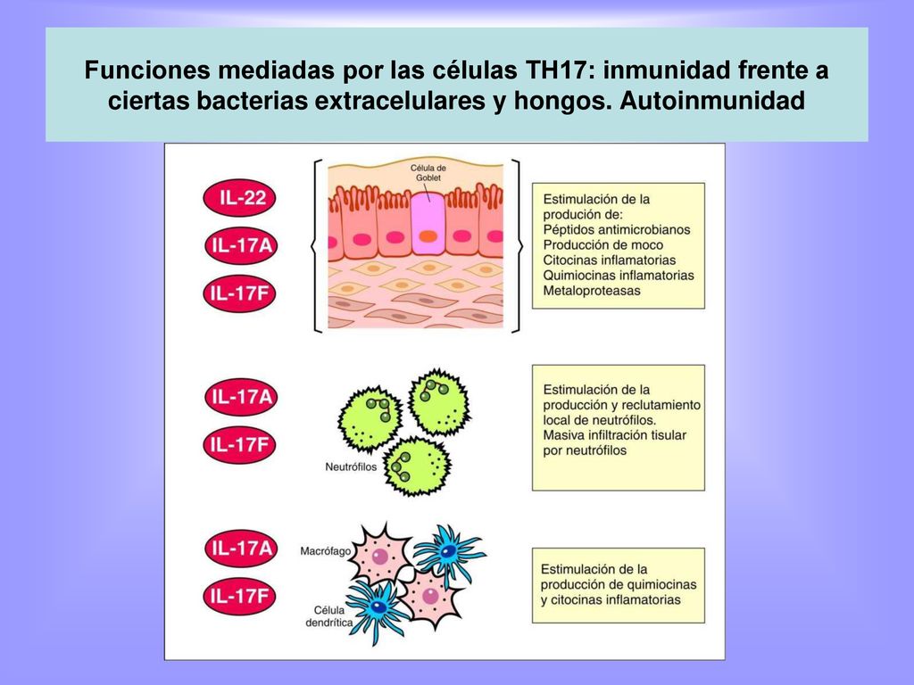 Funciones mediadas por las células TH17: inmunidad frente a ciertas bacterias extracelulares y hongos.