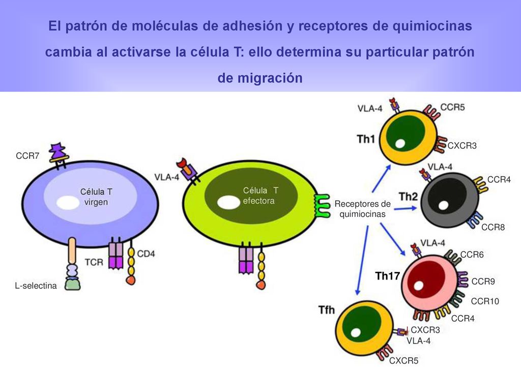 El patrón de moléculas de adhesión y receptores de quimiocinas