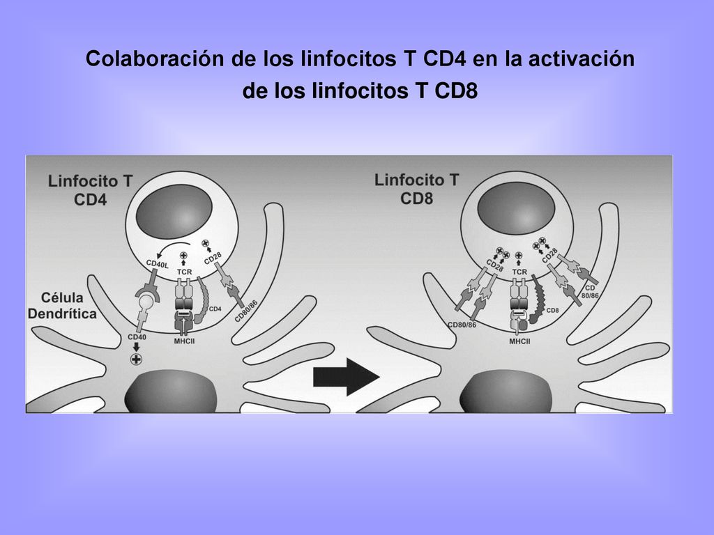 Colaboración de los linfocitos T CD4 en la activación