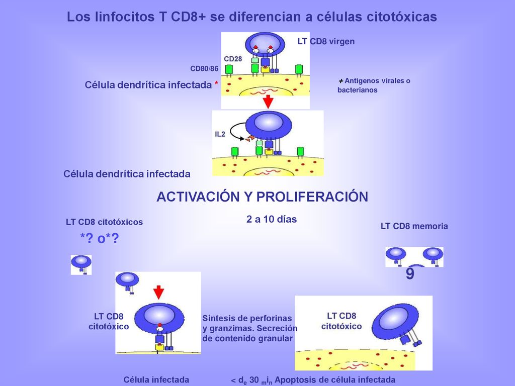 9 Los linfocitos T CD8+ se diferencian a células citotóxicas