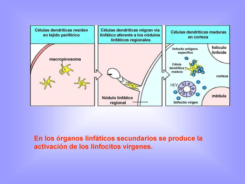 En los órganos linfáticos secundarios se produce la activación de los linfocitos vírgenes.