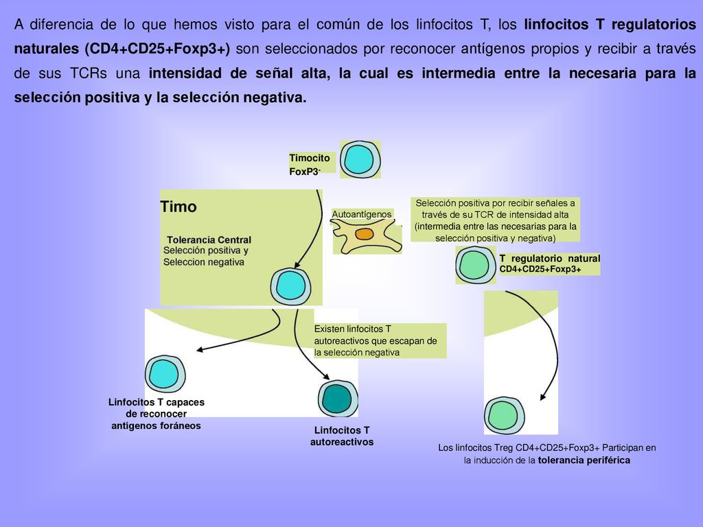 A diferencia de lo que hemos visto para el común de los linfocitos T, los linfocitos T regulatorios naturales (CD4+CD25+Foxp3+) son seleccionados por reconocer antígenos propios y recibir a través de sus TCRs una intensidad de señal alta, la cual es intermedia entre la necesaria para la selección positiva y la selección negativa.