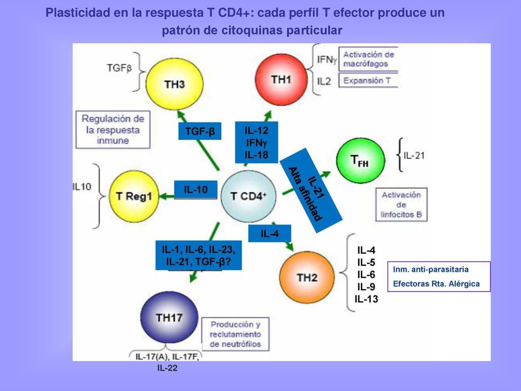 Plasticidad en la respuesta T CD4+: cada perfil T efector produce un