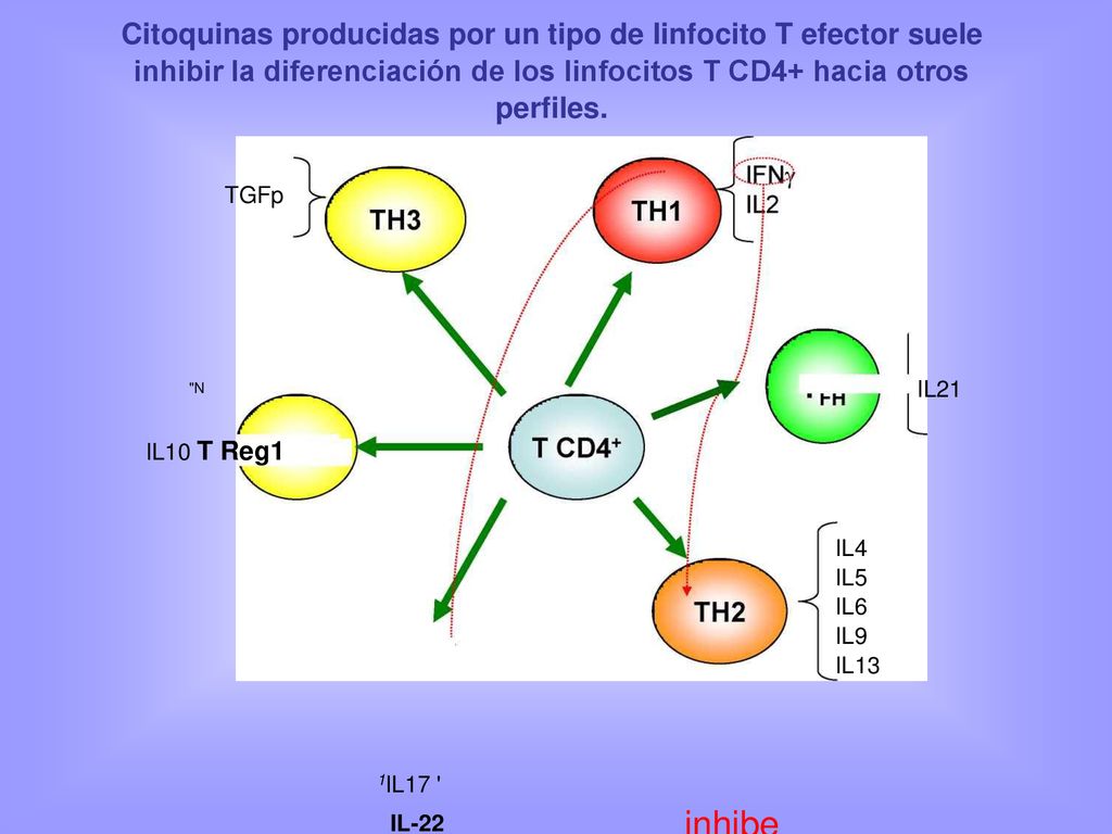 Citoquinas producidas por un tipo de linfocito T efector suele inhibir la diferenciación de los linfocitos T CD4+ hacia otros