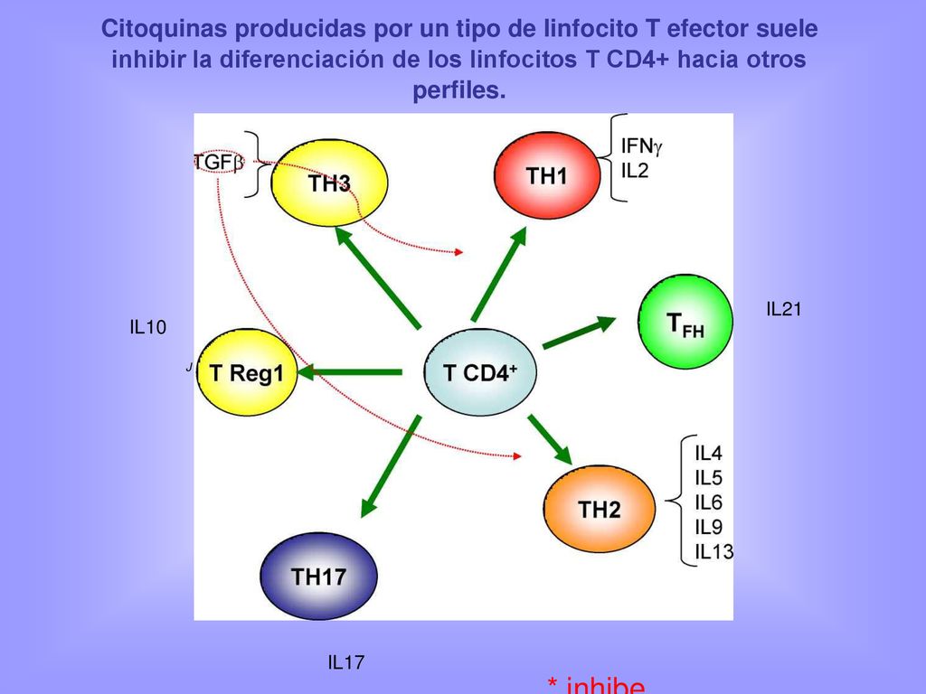 Citoquinas producidas por un tipo de linfocito T efector suele inhibir la diferenciación de los linfocitos T CD4+ hacia otros