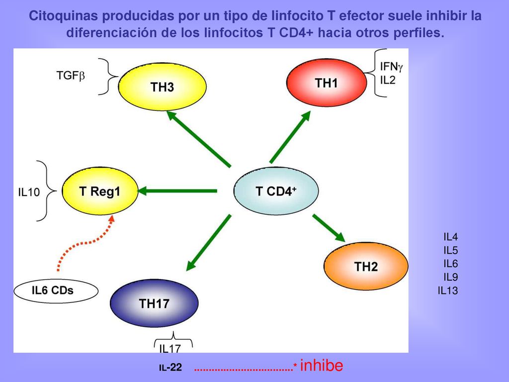 Citoquinas producidas por un tipo de linfocito T efector suele inhibir la diferenciación de los linfocitos T CD4+ hacia otros perfiles.