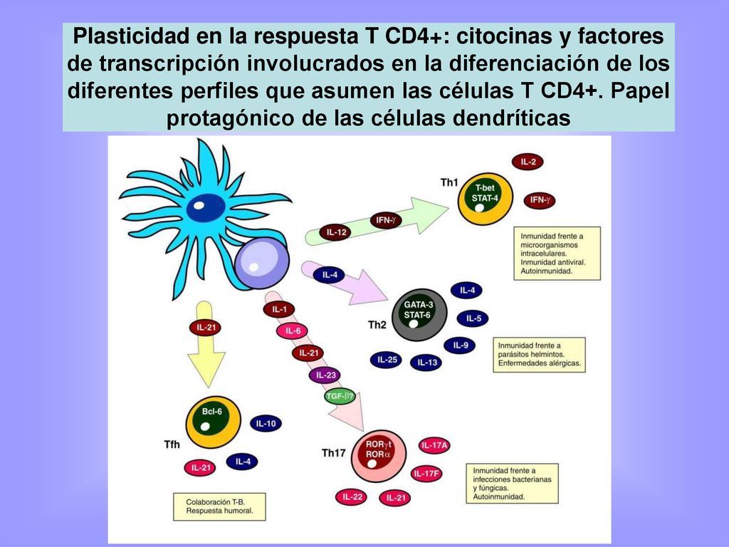 Plasticidad en la respuesta T CD4+: citocinas y factores de transcripción involucrados en la diferenciación de los diferentes perfiles que asumen las células T CD4+.