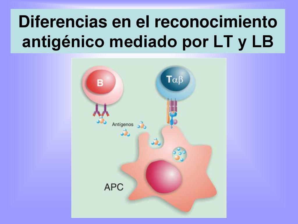 Diferencias en el reconocimiento antigénico mediado por LT y LB