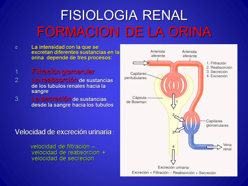 Fisiologia renal