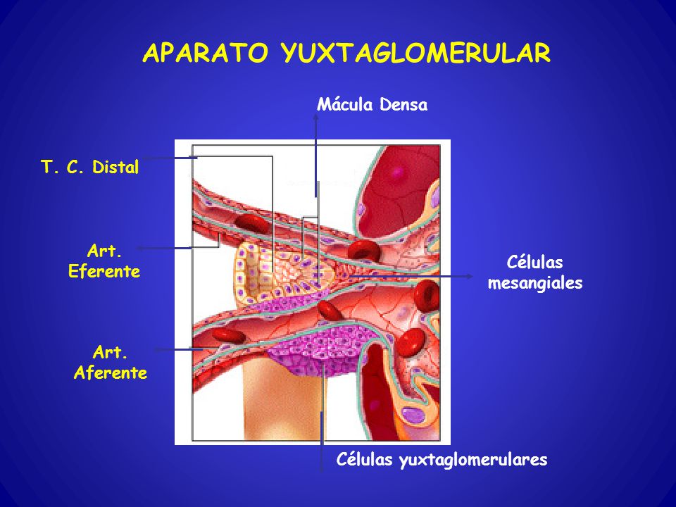 APARATO YUXTAGLOMERULAR Células yuxtaglomerulares
