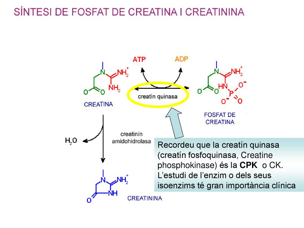 Recordeu que la creatín quinasa (creatín fosfoquinasa, Creatine phosphokinase) és la CPK o CK.