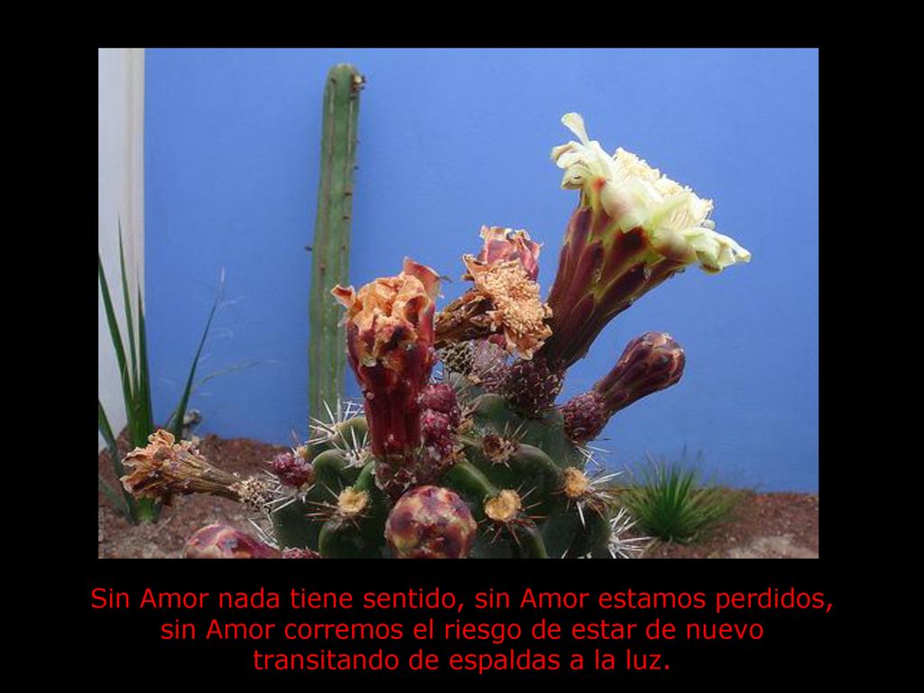 Sin Amor nada tiene sentido, sin Amor estamos perdidos, sin Amor corremos el riesgo de estar de nuevo transitando de espaldas a la luz.
