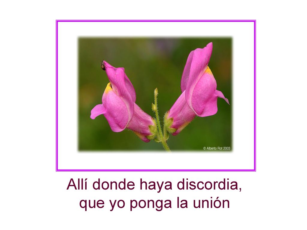 Allí donde haya discordia, que yo ponga la unión