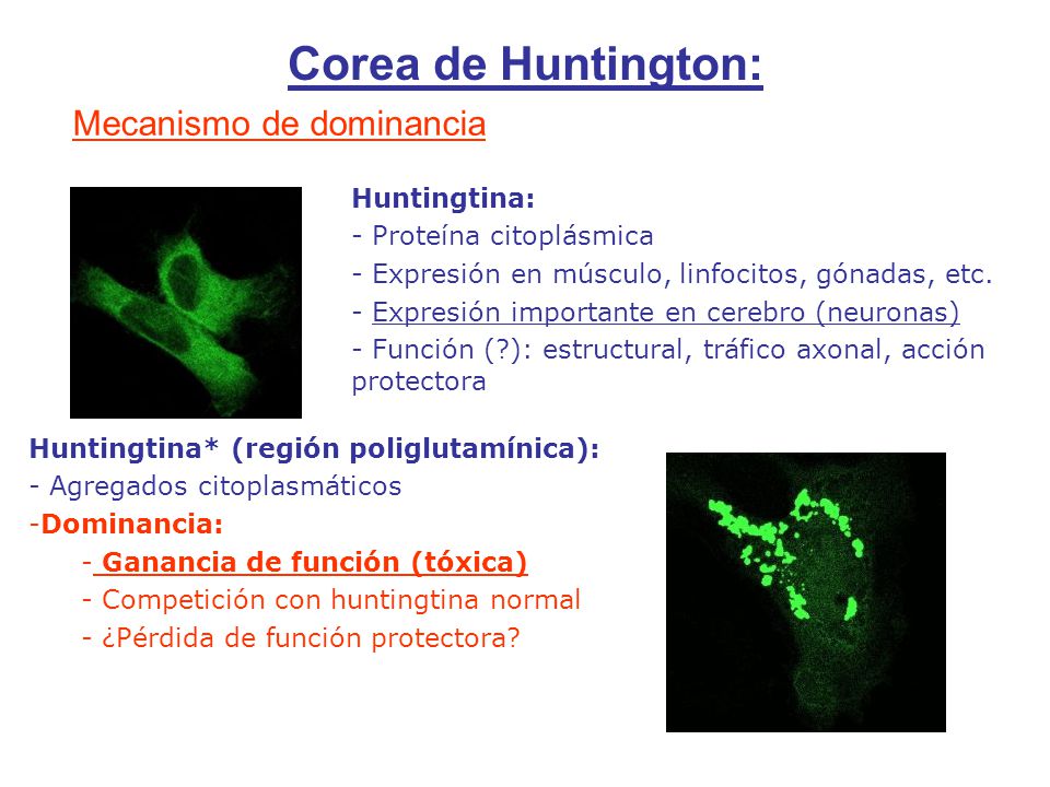 Corea de Huntington: Mecanismo de dominancia Huntingtina: