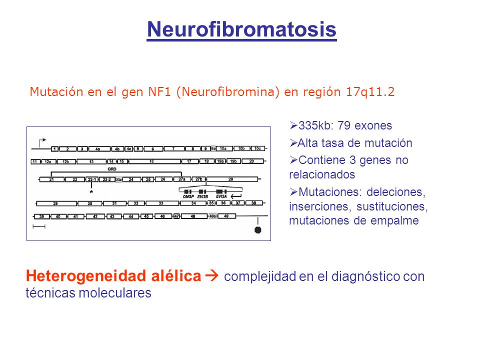Neurofibromatosis Mutación en el gen NF1 (Neurofibromina) en región 17q kb: 79 exones. Alta tasa de mutación.
