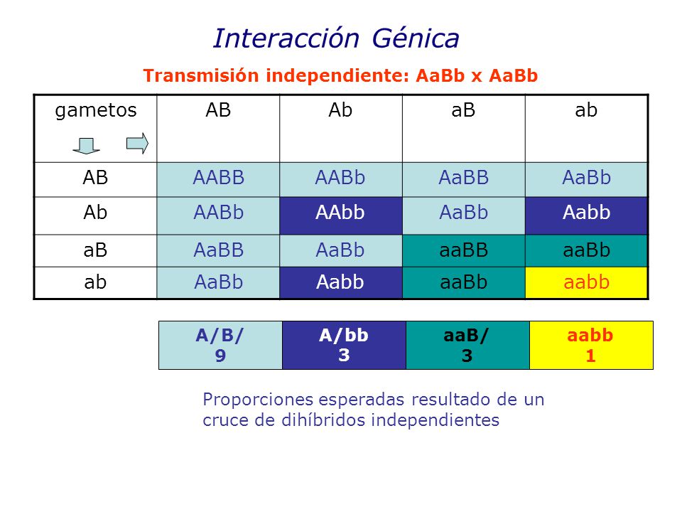 Interacción Génica gametos AB Ab aB ab AABB AABb AaBB AaBb AAbb Aabb